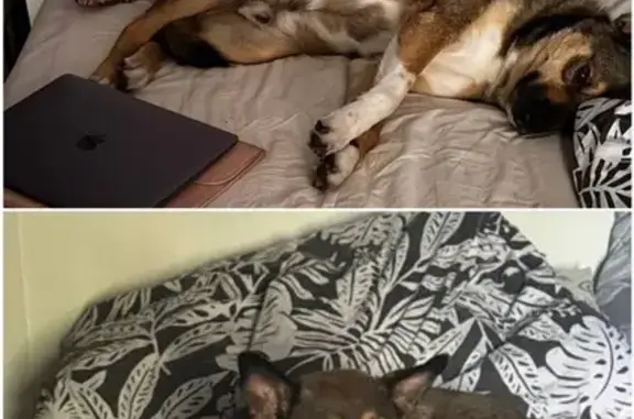 Собаки потеряшки, Новосибирск, фото: Потеряшка собака на Ватутина, 75/1, Новосибирск