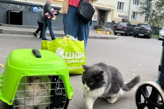 Кошка найдена: Ленинский пр-т, 86, Москва