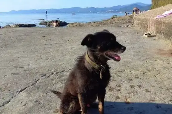 Собаки потеряшки, Туапсе, фото: Потеряшка собака, Туапсе, спуск к пирсу