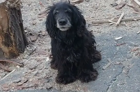 Собаки потеряшки, Бийск, фото: Потеряшка кокер спаниель, Вали Максимовой 84