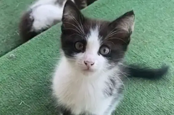 Кошки потеряшки, Москва, фото: Потеряшка кошка, Россошанская 3 к2А, Москва