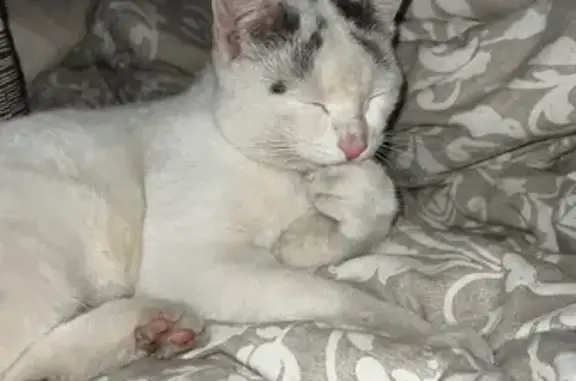 Кошка найдена: Октябрьская ул, 69, Москва