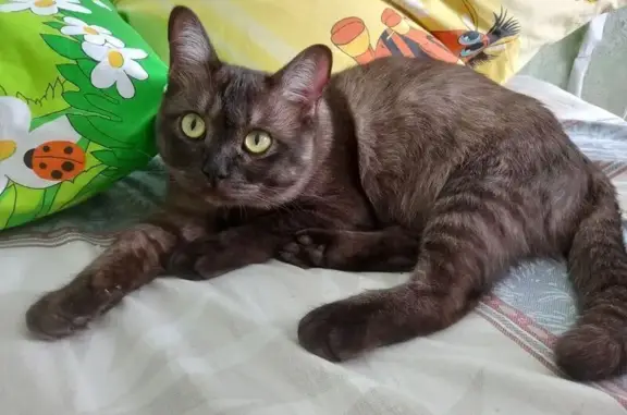 Кошки потеряшки, Усинск, фото: Потеряшка бурманская кошка, ул. Нефтяников