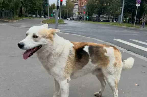 Найдена собака, Москва, Средняя Первомайская