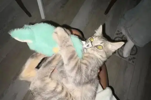 Пропал котенок, ул. Промкасса, 45