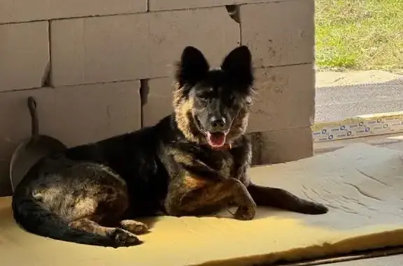 Пропала собака в Гусеве, Калининградская обл.