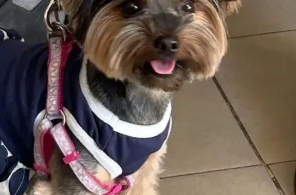 Собаки потеряшки, , фото: Потеряшка собака, Школьная ул. 24, Муравленко