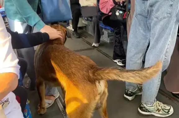 Найдена собака, , фото: Собака найдена на ул. Красная, Краснодарский край