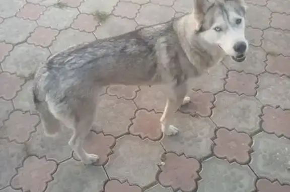 Найдена собака, ул. П. Нарановича 2А, Томск