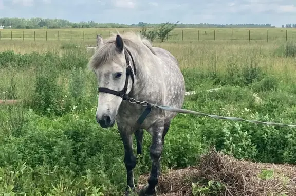 Пропал конь, Новольвовское, Тула