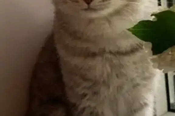 Кошки потеряшки, Волгоград, фото: Потеряшка кошка, ул. Р. Зорге, 42, Волгоград