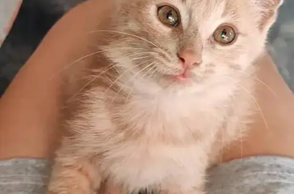 Кошки потеряшки, Усады, фото: Потеряшка кошка в Экопоселке Роса, Усады