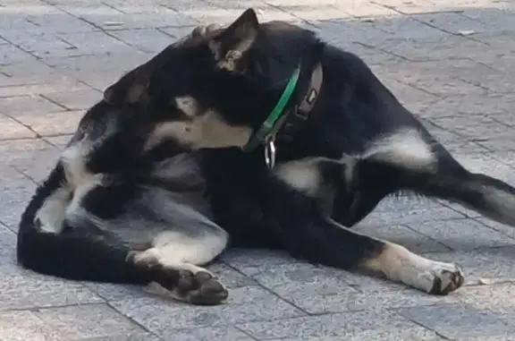 Собака найдена в парке на Воровского