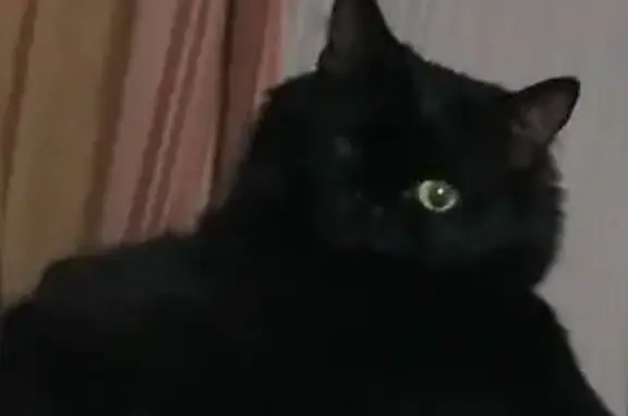 Кошки потеряшки, Тамбов, фото: Потеряшка чёрная кошка, Ягодная ул., Тамбов