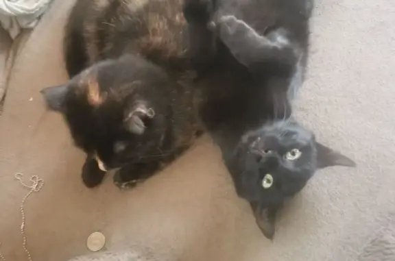 Пропала кошка, ул. Рогатица, 46