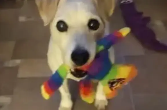 Собаки потеряшки, Ям, фото: Потеряшка собака, Ясная ул., 29, Ям