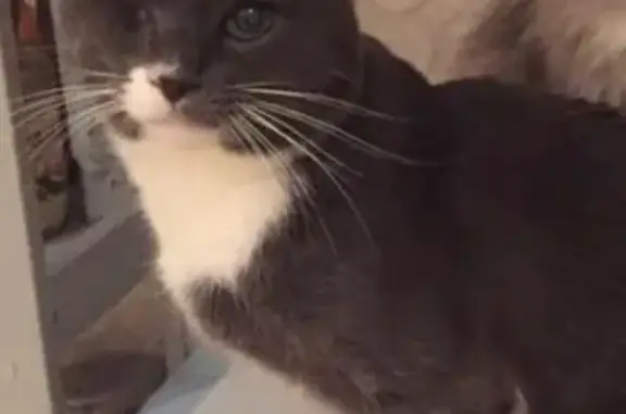 Пропала кошка, Некрасова 15, Сергиев Посад