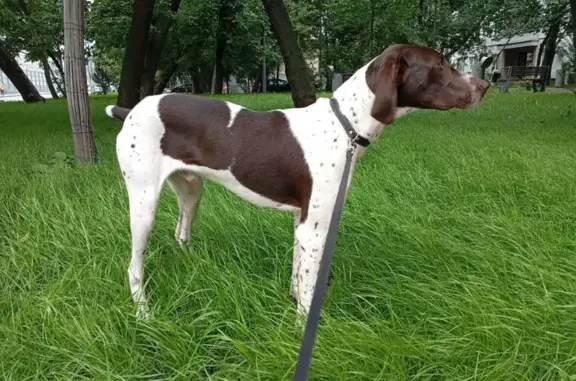Пропала собака в СНТ «Чеховское», Солнышково