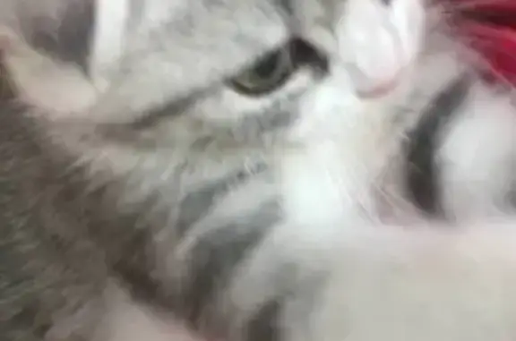 Кошки потеряшки, Уржум, фото: Потеряшка кошка, Красная ул., Уржум