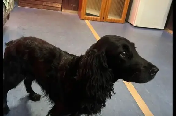 Собака найдена: пр. Нар. Ополчения, 247 к2