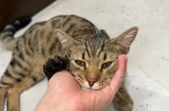 Найдена кошка, Тюмень, фото: Кошка найдена, ул. Парада Победы, Тюмень