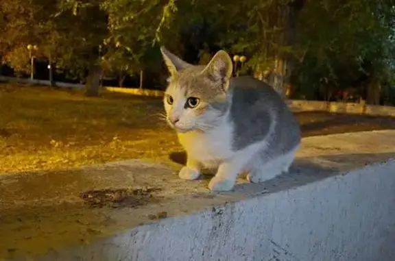 Найдена кошка, Астрахань, фото: Кошка найдена в парке 