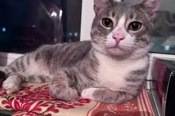 Кот найден: ул. Гагарина, 31, Челябинск