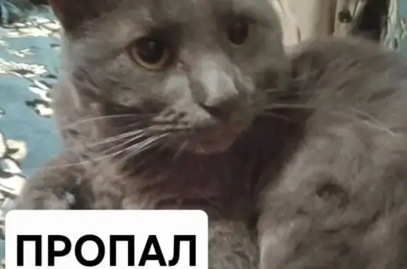 Пропала кошка, Ржевская ул., 7А, Тверь