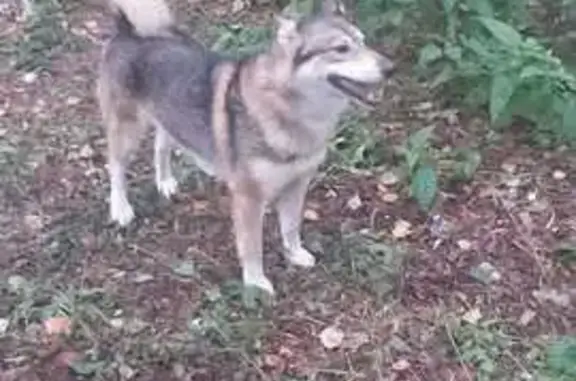 Пропала собака, Свердловская область