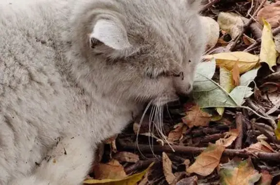 Кошка найдена на ул. Карла Либкнехта, 31