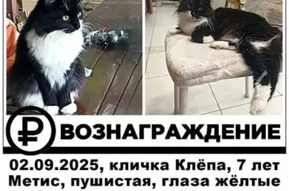 Кошки потеряшки, Салтыково, фото: Потеряшка кошка, СНТ Полянка, Салтыково