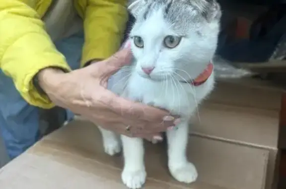 Найдена кошка, Верхотурье, фото: Кот найден: Верхотурье, Мира 14