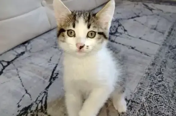 Найденные животные Вологда, фото: Кошка найдена, Северная ул., Вологда