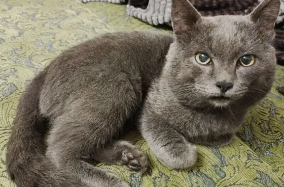 Кошка найдена, Горно-Алтайская 18, Барнаул