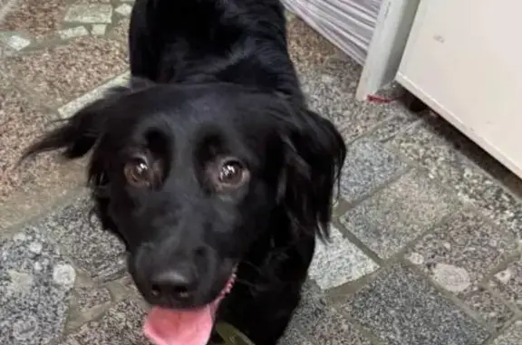 Найдена собака, Москва, фото: Собака найдена на ул. Арцимовича, Москва