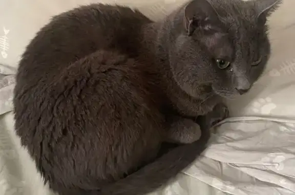 Кошки потеряшки, Якутск, фото: Потеряшка кошка, ул. Маяковского 98, Якутск