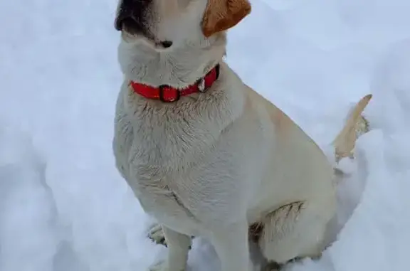 Собаки потеряшки, Березники, фото: Потеряшка собака, ул. Герцена, Березники