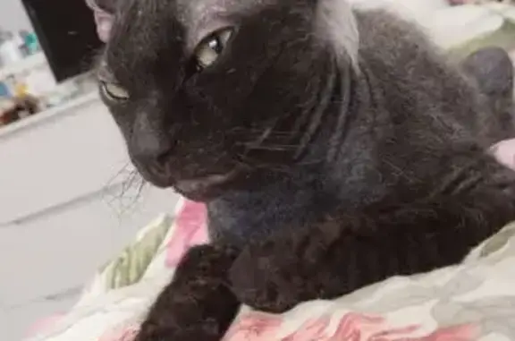 Кошки потеряшки, Краснодарский край, фото: Потеряшка кошка, Центральная ул., Краснодар