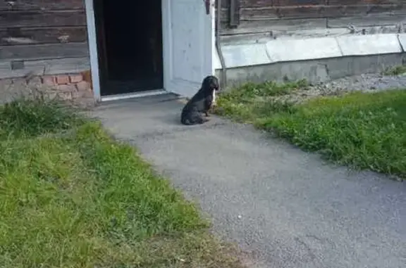 Найдена собака, ул. Ивановского, Томск