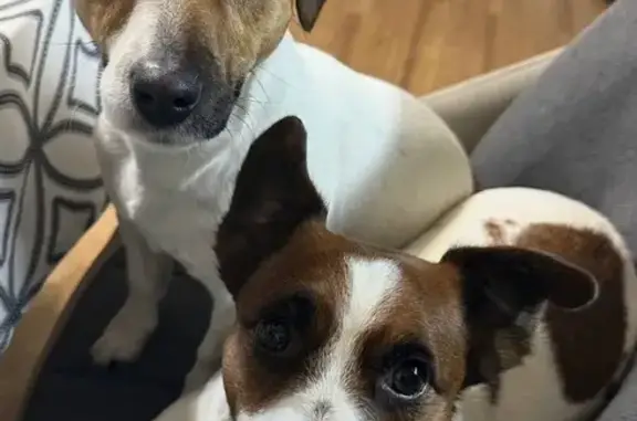 Собаки потеряшки, , фото: Потеряшкаи 2 терьера, Первомайская 218