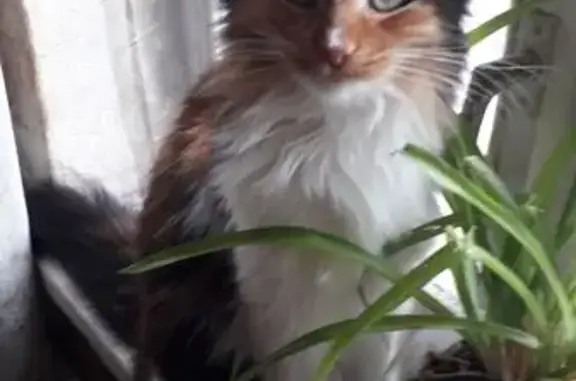 Пропала кошка, ул. Хрусталёва 159 к1