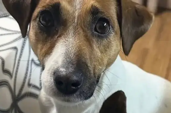 Собаки потеряшки, , фото: Потеряшкаи 2 собаки, Первомайская 218, Мелехово