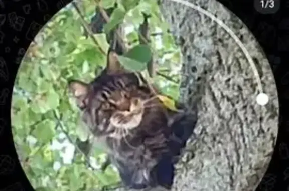 Кошки потеряшки, Пирочи, фото: Потеряшка мейн-кун, Окская ул. 97, Пирочи