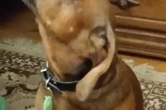 Найдена собака, Ленинградская область, фото: Такса найдена у платформы Ладожское Озеро