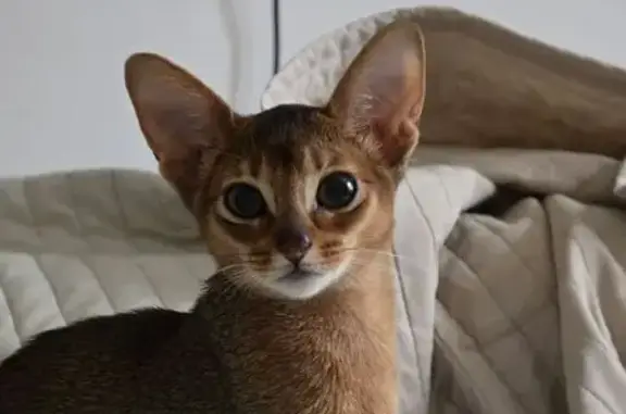 Кошки потеряшки, Москва, фото: Потеряшка кошка на Коптевской 28, Москва