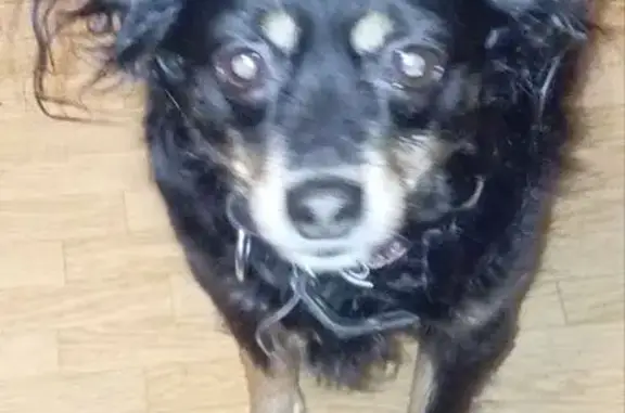 Пропала собака Тимоша, Тихвин, Ленобласть