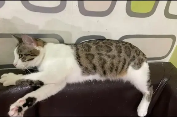 Кошки потеряшки, Берёзовский, фото: Потеряшка кошка, ул. Смирнова, 16, Берёзовский