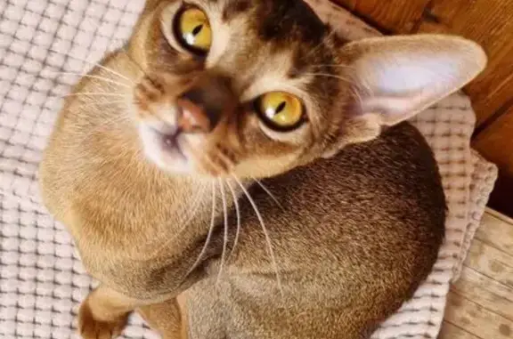 Кошки потеряшки, Москва, фото: Потеряшка кошка, Коптевская ул, 28 к2