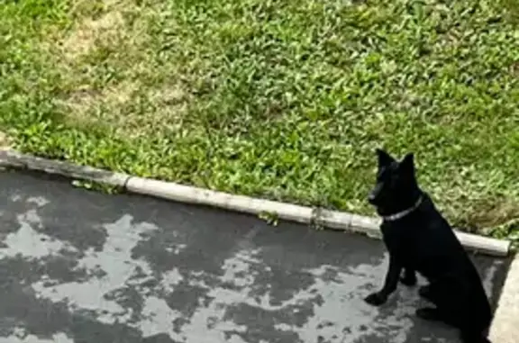 Собака найдена на Белинского, 15В, Петрозаводск