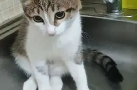 Пропала кошка, выпрыгнула: 51, Саяногорск